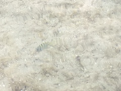 Abudefduf abdominalis