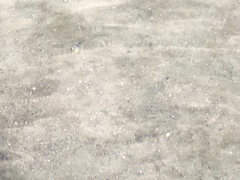 Abudefduf abdominalis