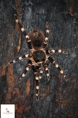Acanthoscurria geniculata