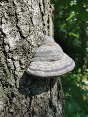 Fomes fomentarius