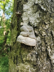 Fomes fomentarius