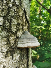Fomes fomentarius