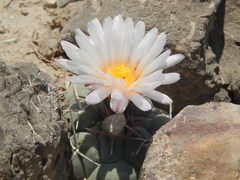 Thelocactus hexaedrophorus hexaedrophorus
