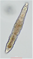 Habrotrocha collaris