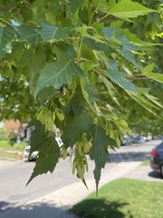 Acer ginnala