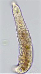 Habrotrocha collaris