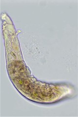 Habrotrocha collaris