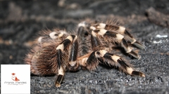 Acanthoscurria geniculata