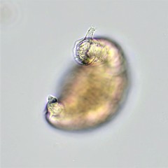 Habrotrocha collaris