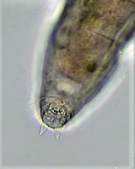 Habrotrocha collaris