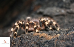 Acanthoscurria geniculata