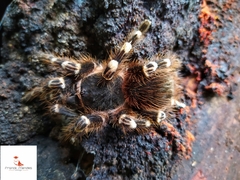 Acanthoscurria geniculata