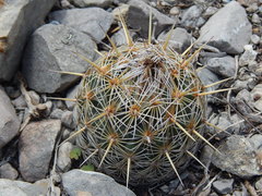 Coryphantha echinoidea