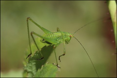 Phaneroptera