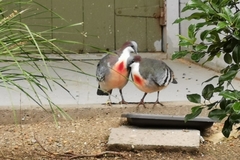 Gallicolumba luzonica