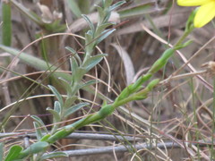 Osteospermum imbricatum