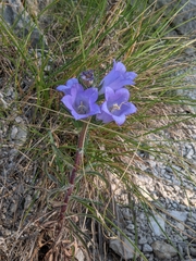 Campanula speciosa