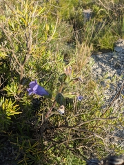 Campanula speciosa