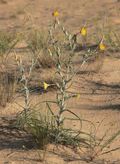 Tragopogon tanaiticus