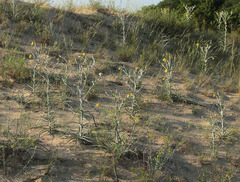 Tragopogon tanaiticus