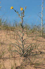 Tragopogon tanaiticus