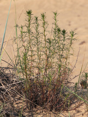 Artemisia arenaria