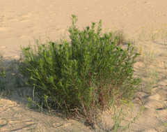 Artemisia arenaria