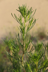 Artemisia arenaria