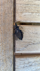 Triatoma gerstaeckeri