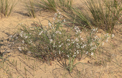 Asperula graveolens
