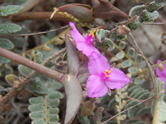 Callisia navicularis
