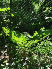 Matteuccia struthiopteris