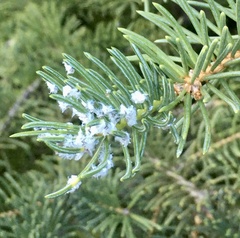 Pseudophilippia