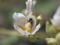 Macrotera latior