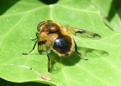 Volucella inflata