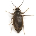 Texas Water Penny Beetle - Photo (c) Mike Quinn, Austin, TX, some rights reserved (CC BY-NC), uploaded by Mike Quinn, Austin, TX