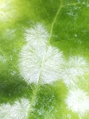 Erysiphe euonymicola