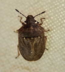 Podops inunctus