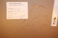 Puccinellia phryganodes