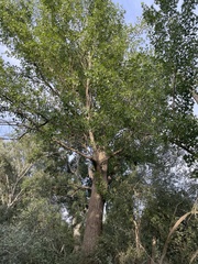 Populus nigra