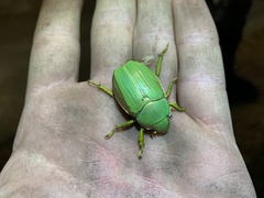 Chrysina laniventris