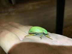 Chrysina laniventris