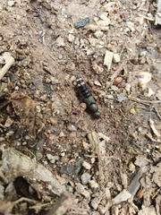 Platydracus fulvipes