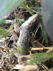 Hemidactylus mabouia