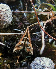 Diasemia grammalis