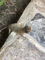 Hemidactylus mabouia