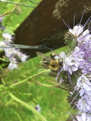 Bombus hypnorum