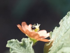 Macrotera latior