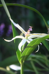 Prosthechea baculus
