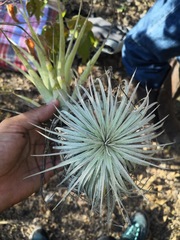 Tillandsia grandispica